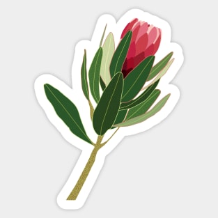 Protea Flower pink Sticker